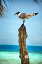 Black Headed Gull Royalty Free Stock Photo