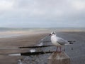 Black headed gull aka Chroicocephalus ridibundus in winter plumage with wintry beach scene behind. Royalty Free Stock Photo