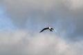 black-headed gull flying in the air against cloudy sky. Seabird in flight. Royalty Free Stock Photo