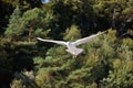 Black-headed-gull Royalty Free Stock Photo