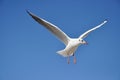 Black-headed-gull Royalty Free Stock Photo