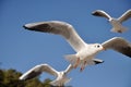 Black-headed-gull Royalty Free Stock Photo