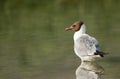 Black-headed gull, Bahrain Royalty Free Stock Photo