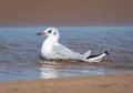 A black-headed gull bathing on the beach in a puddle of water Royalty Free Stock Photo