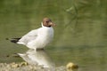 Black-headed gull in Bhuhair lake, Bahrain Royalty Free Stock Photo
