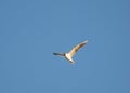 Black-headed Gull, Birds Soaring in Blue Sky