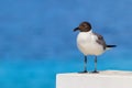 Black-headed gull with blue sea background