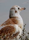 Black-headed gull. Borisov ponds.Moscow.Moskvorechye-Saburovo District.