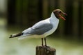 Photo of a Black headed gull calling Royalty Free Stock Photo