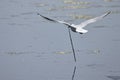 Black-headed gull carrying long stick above water Royalty Free Stock Photo