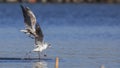 Black-headed Gull Catching Fish Royalty Free Stock Photo