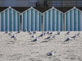 Seagulls on the beach of Fort Mahon in France.