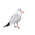 Black-headed Gull or Chroicocephalus ridibundus.