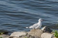 Black headed gull Chroicocephalus ridibundus a bird in a juvenile coat, medium-sized bird with light plumage. Royalty Free Stock Photo