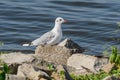 Black headed gull Chroicocephalus ridibundus a bird in a juvenile coat, medium-sized bird with light plumage. Royalty Free Stock Photo