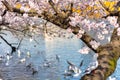 The black-headed gull (Chroicocephalus ridibundus) and cherry blossom in spring season Royalty Free Stock Photo
