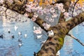 The black-headed gull (Chroicocephalus ridibundus) and cherry blossom in spring season Royalty Free Stock Photo