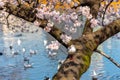 The black-headed gull (Chroicocephalus ridibundus) and cherry blossom in spring season Royalty Free Stock Photo