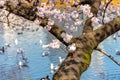 The black-headed gull (Chroicocephalus ridibundus) and cherry blossom in spring season Royalty Free Stock Photo