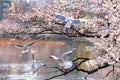 The black-headed gull (Chroicocephalus ridibundus) and cherry blossom in spring season Royalty Free Stock Photo