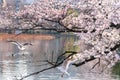 The black-headed gull (Chroicocephalus ridibundus) and cherry blossom in spring season Royalty Free Stock Photo