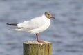 Black-headed gull, Chroicocephalus ridibundus Royalty Free Stock Photo