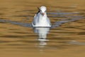 Black-headed Gull, Chroicocephalus ridibundus, in the dark water, France. Face portrait, in river water surface.