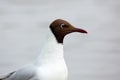 Black-headed Gull, Chroicocephalus ridibundus, detail portrait of white bird with black head, Finland