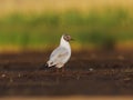 Black-headed gull (Chroicocephalus ridibundus) feeding in the wetlands