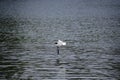 The black headed gull (chroicocephalus ridibundus) flies above the water of the lake Royalty Free Stock Photo