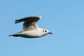 Black-headed gull (Chroicocephalus ridibundus) in flight, against a bright blue sky, in England Royalty Free Stock Photo