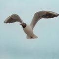 A Black headed gull (Chroicocephalus ridibundus) flying Royalty Free Stock Photo