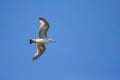 A Black headed Gull Chroicocephalus ridibundus on flying isolated on blue sky background Royalty Free Stock Photo