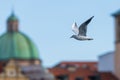 Black-headed gull Chroicocephalus ridibundus flying in the old town over the river Royalty Free Stock Photo