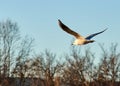 Black-headed Gull & x28;Chroicocephalus ridibundus& x29; flying over the river Royalty Free Stock Photo