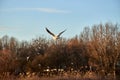 Black-headed Gull & x28;Chroicocephalus ridibundus& x29; flying over the river Royalty Free Stock Photo
