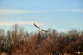 Black-headed Gull & x28;Chroicocephalus ridibundus& x29; flying over the river Royalty Free Stock Photo