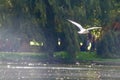 Black Headed Gull (Chroicocephalus Ridibundus) flying over a river Royalty Free Stock Photo