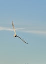 Black-headed Gull & x28;Chroicocephalus ridibundus& x29; flying in the sky Royalty Free Stock Photo