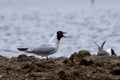 Black-headed gull, Chroicocephalus ridibundus, screamiing Royalty Free Stock Photo