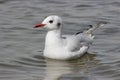 Black headed gull, Chroicocephalus ridibundus in its winter plumage Royalty Free Stock Photo