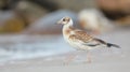 Black-headed Gull - Chroicocephalus ridibundus - juvenile bird Royalty Free Stock Photo