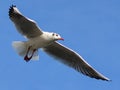 The black-headed gull Chroicocephalus ridibundus Larus ridibundus. Bird in flight with its wings spread wide, Black Sea Royalty Free Stock Photo