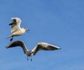 The black-headed gull Chroicocephalus ridibundus Larus ridibundus. Bird in flight with its wings spread wide, Black Sea Royalty Free Stock Photo