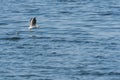 Black headed gull Chroicocephalus ridibundus A medium-sized migratory water bird with light plumage. A bird in a juvenile coat Royalty Free Stock Photo