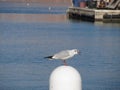 Black-headed gull Chroicocephalus ridibundus perched on post calling Royalty Free Stock Photo