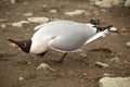 A black-headed gull -Chroicocephalus ridibundus Royalty Free Stock Photo