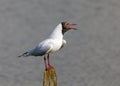 Black-headed Gull - Chroicocephalus ridibundus on a post and calling. Royalty Free Stock Photo