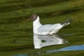 Black-headed Gull (Chroicocephalus ridibundus). Seagull is resting on the surface of the water with small waves Royalty Free Stock Photo