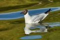 Black-headed Gull (Chroicocephalus ridibundus). Seagull is resting on the surface of the water with small waves Royalty Free Stock Photo